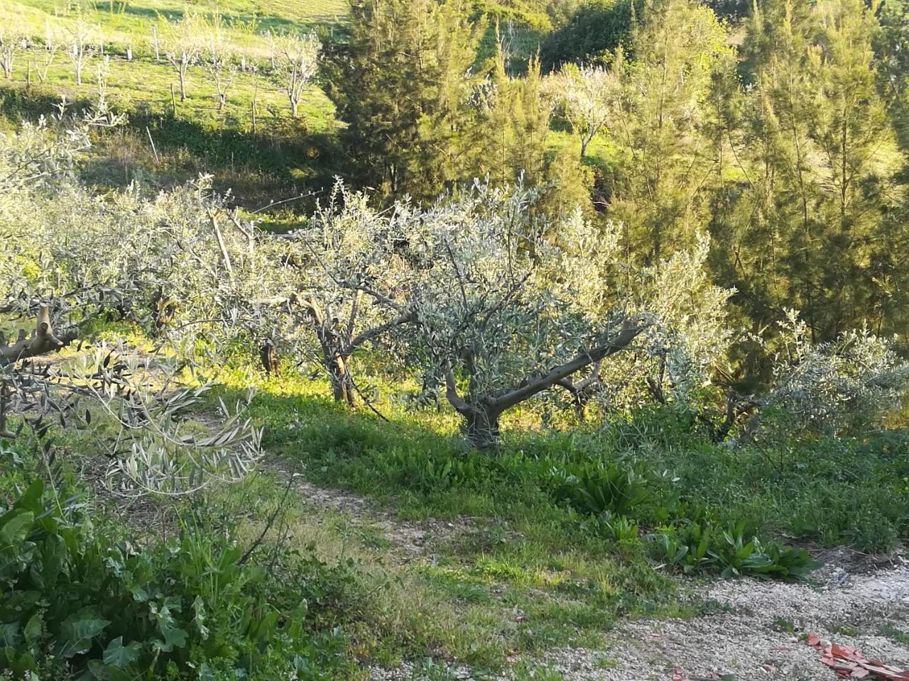 Quinta Vale Real Villa Alcobaça Buitenkant foto